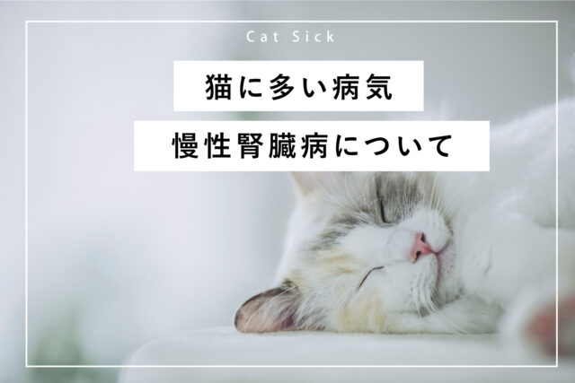 猫の慢性腎臓病